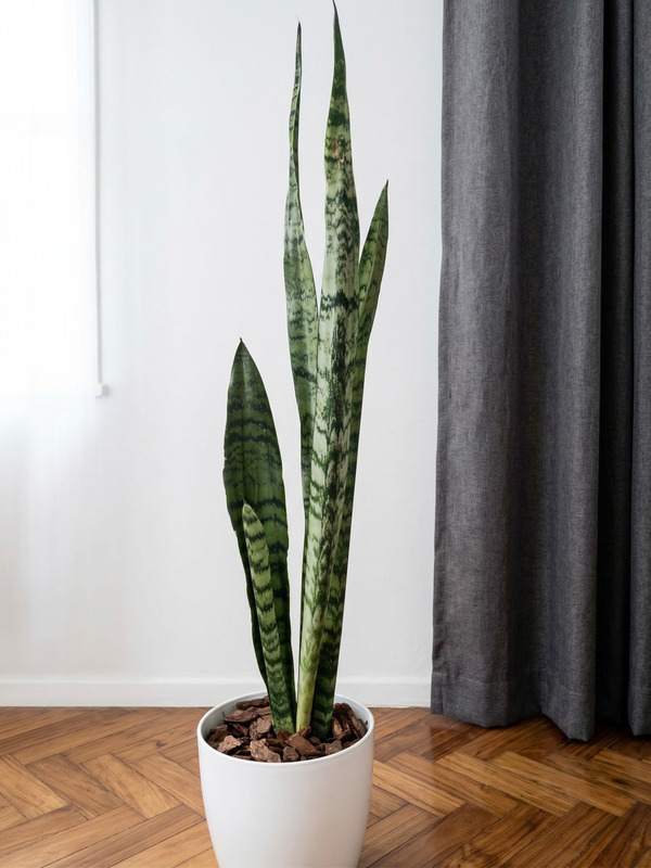 Sansevieria Verde